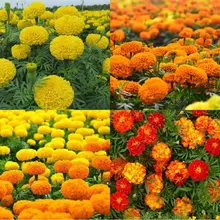 Hạt Giống Hoa Cúc Vạn Thọ Các Loại Vàng, Cam, Đỏ, Pháp Chuẩn Giống F1 Tỉ Lệ Nảy Mầm Cao, Hoa Nở To