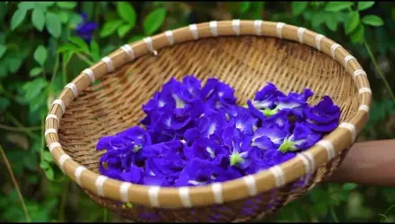 Những tác dụng giảm cân đặc biệt của hoa đậu biếc